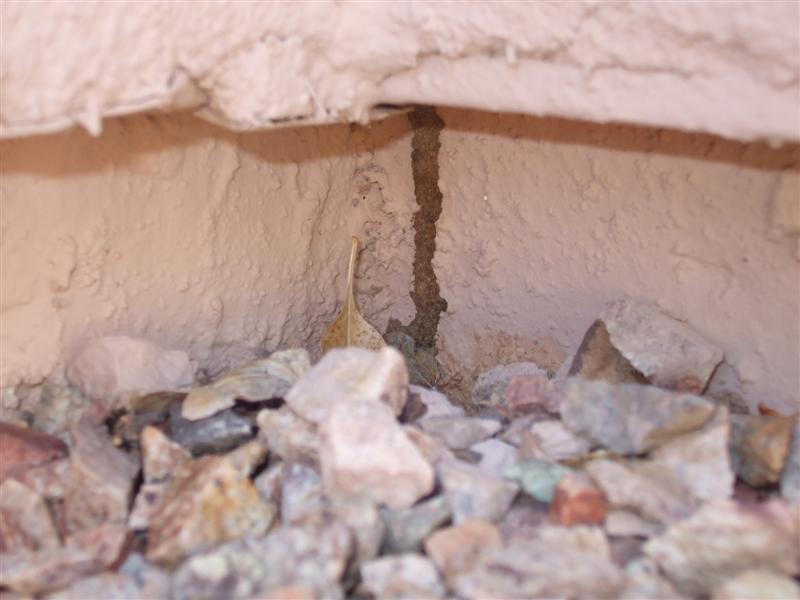 Subterranean & Drywood Termites Tucson Exterminators AMA Exterminating Tucson Pest Control
