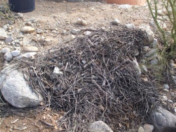 Pack Rat Nest covering river rock