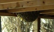 Bee Hive