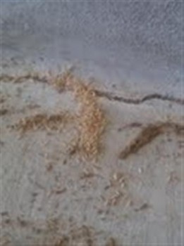 Subterranean Termites