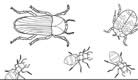 bugs