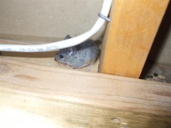 Mouse living in attic space