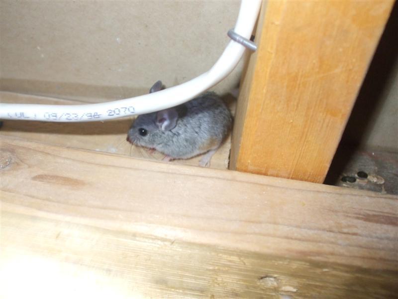 Rodent Control Services Tucson Exterminators AMA Exterminating